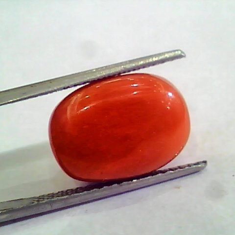 Huge 13.34 Ct Untreated Natural Premium Italian Red Coral AAAAA