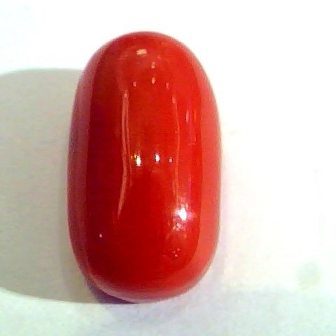 Huge 13.48 Ct Untreated Natural Premium Italian Red Coral AAAAA