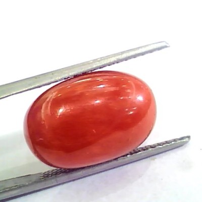 Huge 13.55 Ct Untreated Natural Premium Italian Red Coral AAAAA