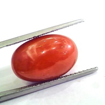 Huge 13.55 Ct Untreated Natural Premium Italian Red Coral AAAAA