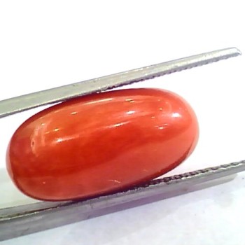 Huge 13.70 Ct Untreated Natural Premium Italian Red Coral AAAAA