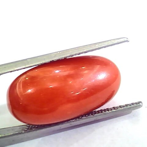 Huge 13.70 Ct Untreated Natural Premium Italian Red Coral AAAAA