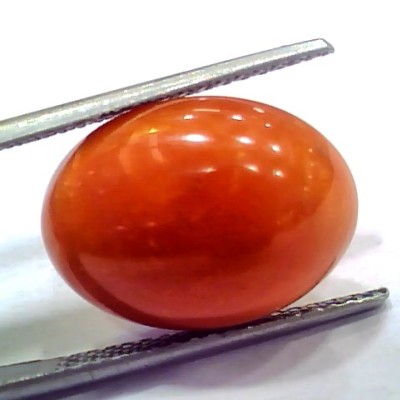 Huge 14.15 Ct 23.3 Ratti Natural Untreated Japan Red Coral Moonga Gems