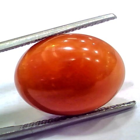 Huge 14.15 Ct 23.3 Ratti Natural Untreated Japan Red Coral Moonga Gems