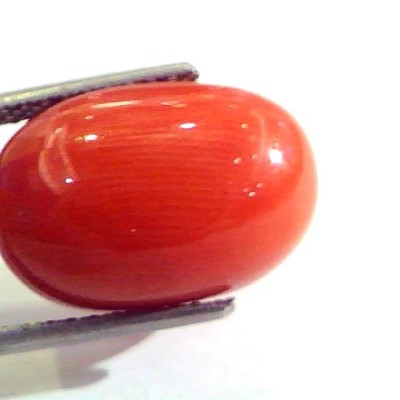 Huge 14.32 Ct Untreated Natural Premium Italian Red Coral AAAAA