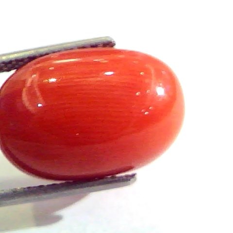 Huge 14.32 Ct Untreated Natural Premium Italian Red Coral AAAAA