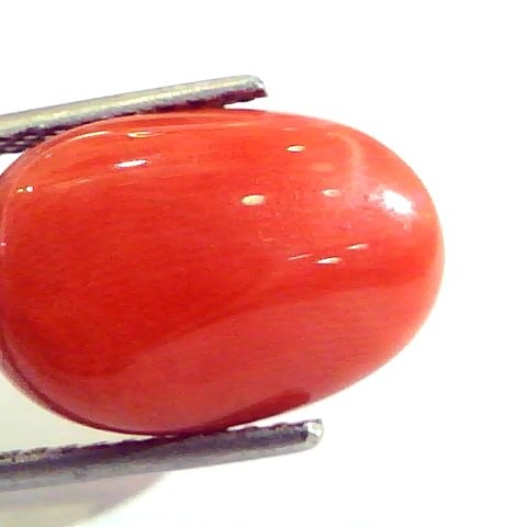 Huge 14.32 Ct Untreated Natural Premium Italian Red Coral AAAAA