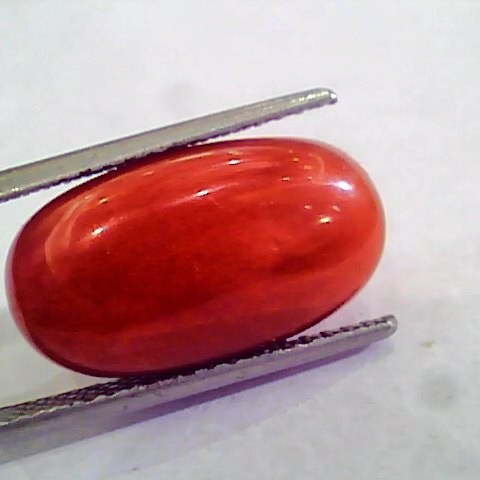 Huge 14.57 Ct Untreated Natural Premium Italian Red Coral AAAAA