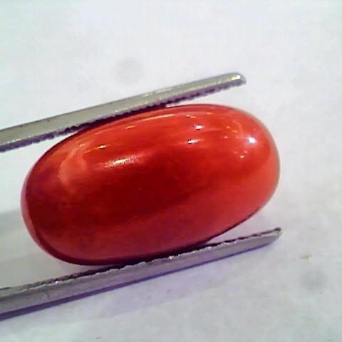 Huge 14.57 Ct Untreated Natural Premium Italian Red Coral AAAAA