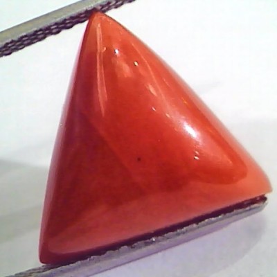 Huge 14.57 Ct Untreated Natural Italian Triangle Red Coral AAA