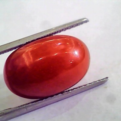 Huge 14.56 Ct Untreated Natural Premium Italian Red Coral AAAAA