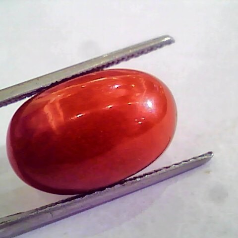Huge 14.56 Ct Untreated Natural Premium Italian Red Coral AAAAA