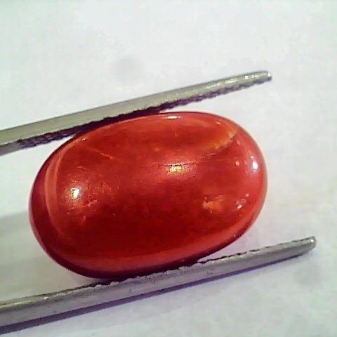 Huge 14.56 Ct Untreated Natural Premium Italian Red Coral AAAAA