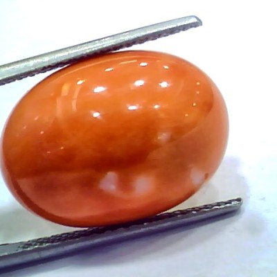 Huge 14.92 Ct 24.6 Ratti Natural Untreated Japan Red Coral Moonga Gems