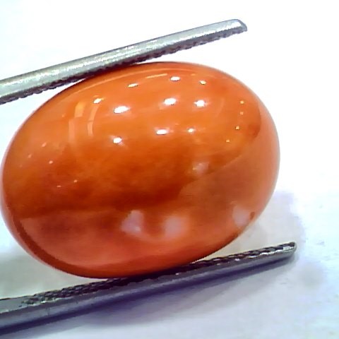 Huge 14.92 Ct 24.6 Ratti Natural Untreated Japan Red Coral Moonga Gems