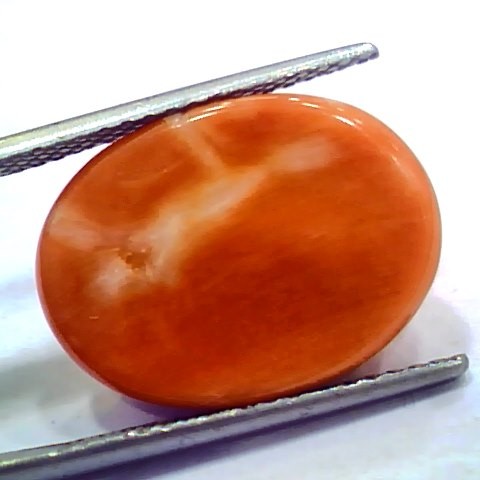 Huge 14.92 Ct 24.6 Ratti Natural Untreated Japan Red Coral Moonga Gems