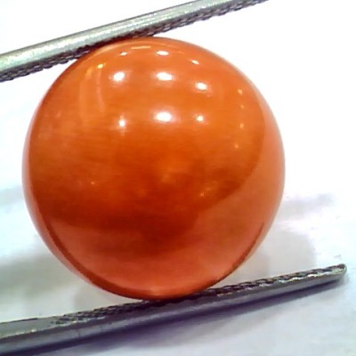 Huge 15.09 Ct 25 Ratti Natural Untreated Japan Red Coral Moonga Gems