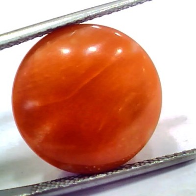 Huge 15.09 Ct 25 Ratti Natural Untreated Japan Red Coral Moonga Gems