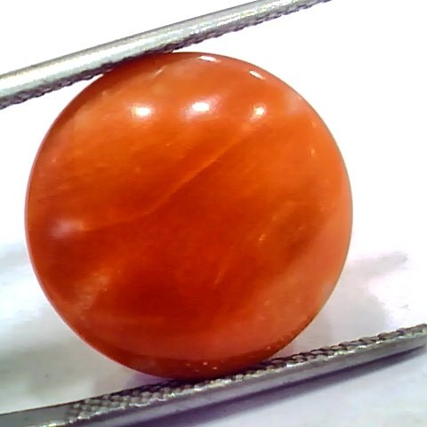 Huge 15.09 Ct 25 Ratti Natural Untreated Japan Red Coral Moonga Gems
