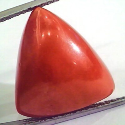 Huge 15.32 Ct Untreated Natural Italian Triangle Red Coral AAA