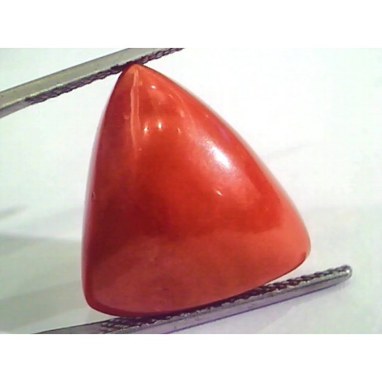 Huge 15.32 Ct Untreated Natural Italian Triangle Red Coral AAA