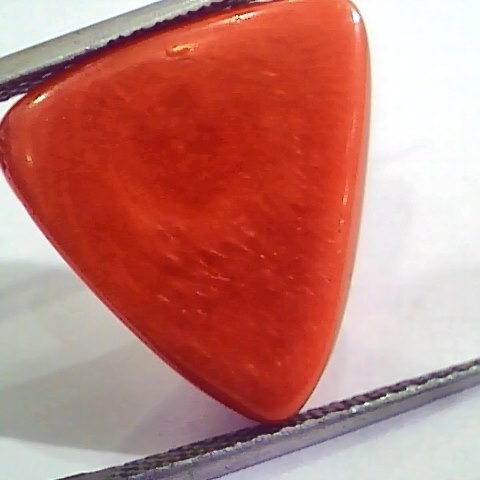 Huge 15.32 Ct Untreated Natural Italian Triangle Red Coral AAA