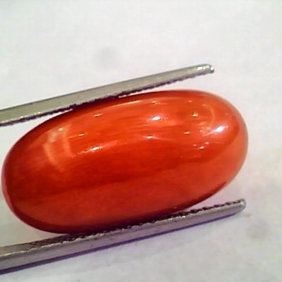 Huge 15.36 Ct Untreated Natural Premium Italian Red Coral AAAAA