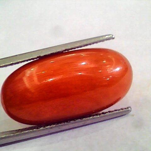Huge 15.36 Ct Untreated Natural Premium Italian Red Coral AAAAA