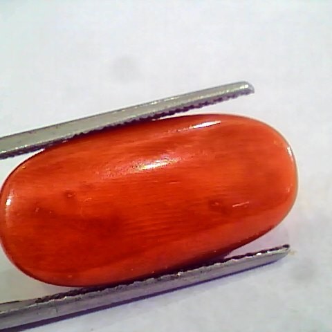 Huge 15.36 Ct Untreated Natural Premium Italian Red Coral AAAAA