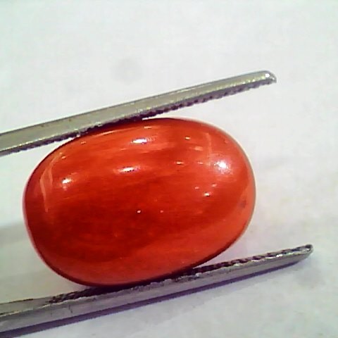 Huge 15.44 Ct Untreated Natural Premium Italian Red Coral AAAAA
