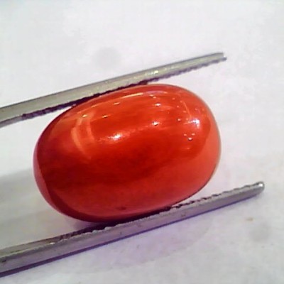 Huge 15.44 Ct Untreated Natural Premium Italian Red Coral AAAAA