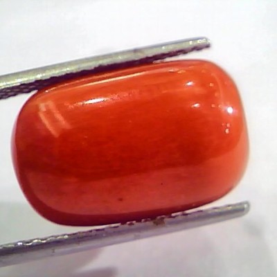 Huge 15.55 Ct Untreated Natural Italian Red Coral Gemstones AAA