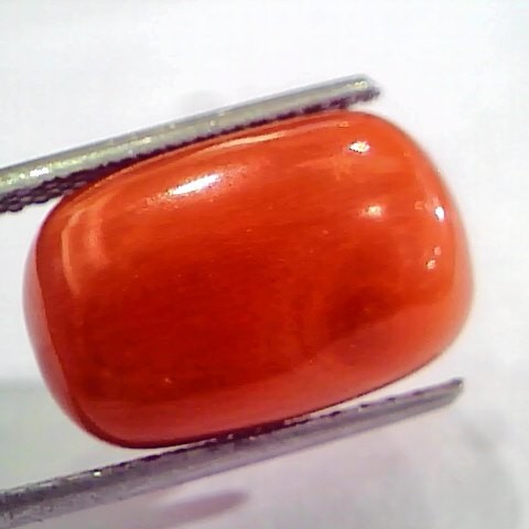 Huge 15.55 Ct Untreated Natural Italian Red Coral Gemstones AAA