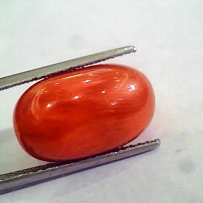 Huge 16.07 Ct Untreated Natural Premium Italian Red Coral AAAAA