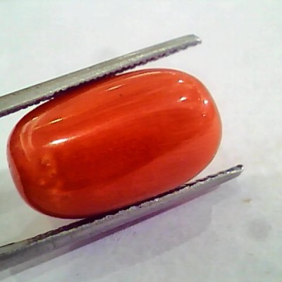 Huge 16.07 Ct Untreated Natural Premium Italian Red Coral AAAAA