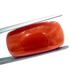 Huge 16.65 Ct Natural Untreated Italian Red Coral Moonga Gemstone Huge 16.65 Ct Natural Untreated Italian Red Coral Moonga Gemstone