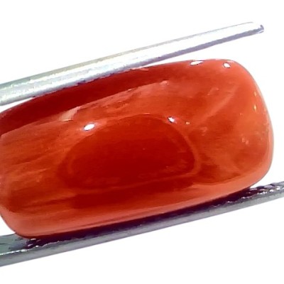 Huge 16.65 Ct Natural Untreated Italian Red Coral Moonga Gemstone Huge 16.65 Ct Natural Untreated Italian Red Coral Moonga Gemstone