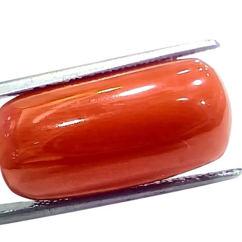 Huge 16.65 Ct Natural Untreated Italian Red Coral Moonga Gemstone Huge 16.65 Ct Natural Untreated Italian Red Coral Moonga Gemstone