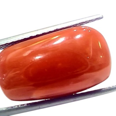 Huge 17.11 Ct Natural Untreated Italian Red Coral Moonga Gemstone Huge 17.11 Ct Natural Untreated Italian Red Coral Moonga Gemstone