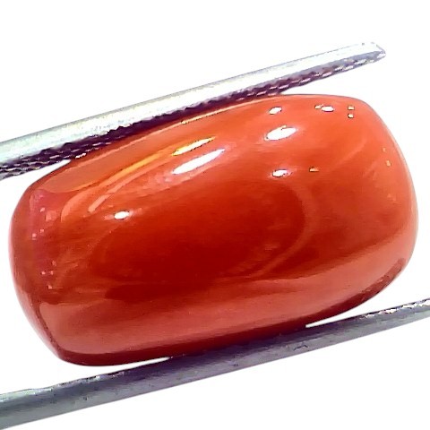 Huge 17.11 Ct Natural Untreated Italian Red Coral Moonga Gemstone Huge 17.11 Ct Natural Untreated Italian Red Coral Moonga Gemstone