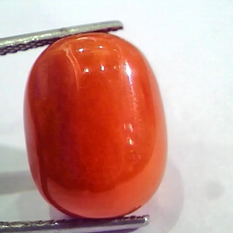 Huge 17.26 Ct Untreated Natural Italian Red Coral Gemstones AAA
