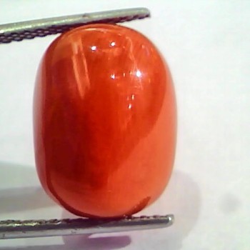 Huge 17.36 Ct Untreated Natural Italian Red Coral Gemstones AAA