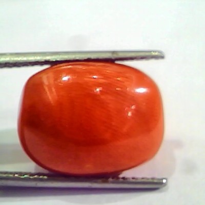 Huge 17.36 Ct Untreated Natural Italian Red Coral Gemstones AAA