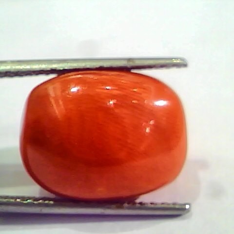 Huge 17.36 Ct Untreated Natural Italian Red Coral Gemstones AAA