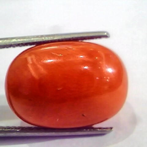 Huge 17.65 Ct Untreated Natural Italian Red Coral Gemstones AAA