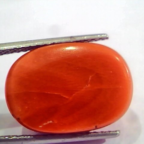 Huge 17.65 Ct Untreated Natural Italian Red Coral Gemstones AAA