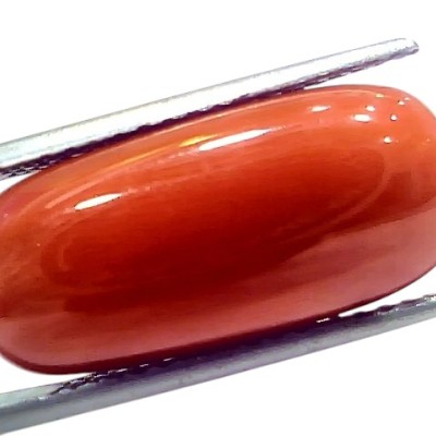 Huge 18.58 Ct Natural Untreated Italian Red Coral Moonga Gemstone Huge 18.58 Ct Natural Untreated Italian Red Coral Moonga Gemstone