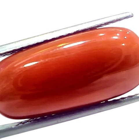 Huge 18.58 Ct Natural Untreated Italian Red Coral Moonga Gemstone Huge 18.58 Ct Natural Untreated Italian Red Coral Moonga Gemstone