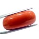 Huge 18.52 Ct Natural Untreated Italian Red Coral Moonga Gemstone