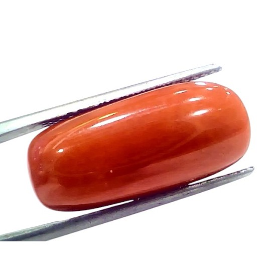 Huge 18.52 Ct Natural Untreated Italian Red Coral Moonga Gemstone